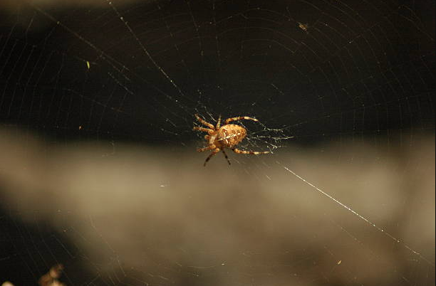 Spider Hotspots in Eagle Attics: What Every Homeowner Should Know